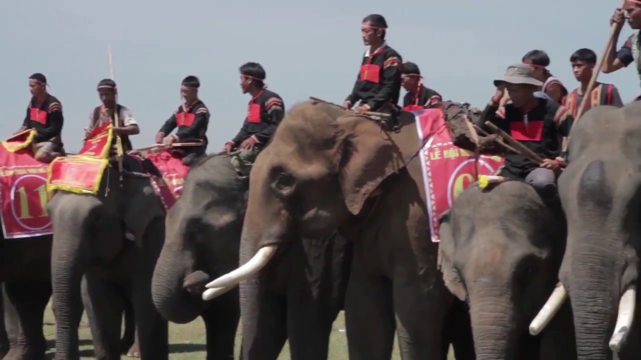 elephant race festival